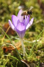 Crocus blossom, bee, February, Germany, Europe