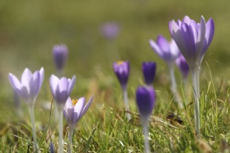 Crocus blossom, February, Germany, Europe