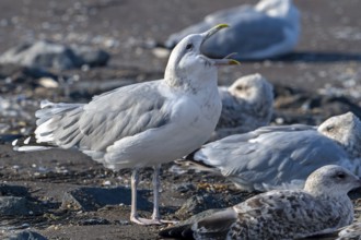 Caspian gull (Larus cachinnans) calling in seagull colony along the North Sea coast in late summer,