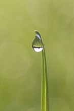 Close-up of dewdrop hanging from blade of grass, grass halm in grassland, meadow