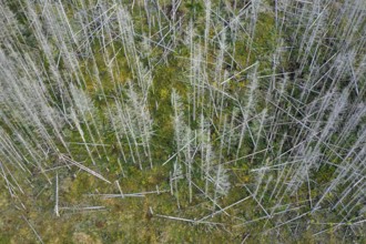 Dead spruce trees, destruction in forest caused by European spruce bark beetle (Ips typographus)