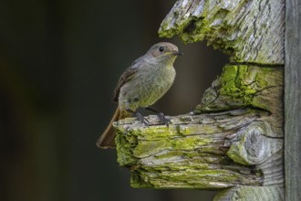 Black redstart (Phoenicurus ochruros gibraltariensis) female, first calendar year male perched on