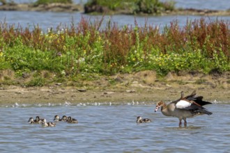 Egyptian goose (Alopochen aegyptiaca) with goslings swimming in pond in wetland in summer