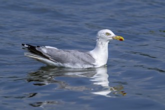 European herring gull (Larus argentatus) adult seagull swimming in sea water along the North Sea