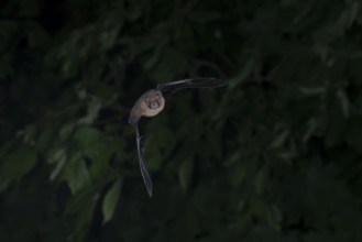 Common pipistrelle (Pipistrellus pipistrellus) hunting insects in front of deciduous forest,