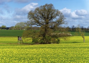 Landscape on Rügen, Mecklenburg-Western Pomerania, Germany, Europe