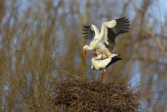 White stork (Ciconia ciconia), stork marriage, mating, copula, Altlu?heim, Germany, Europe