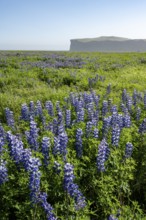 Flowering lupins, Icelandic landscape, Iceland, Europe