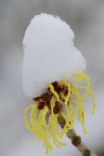 Witch hazel (Hamamelis mollis Pallida) in the snow, Emsland, Lower Saxony, Germany, Europe