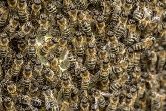 Bee colony, many bees, Western or European honey bee (Apis mellifera), wild construction of natural