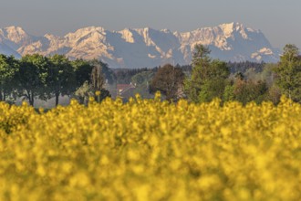 Rape, rape field, mountain landscape, spring, Icking, view of Zugspitze, Alpspitze, Wetterstein