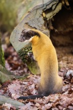 Yellow-throated marten (Martes flavigula) on an old tree trunk, Germany, Europe