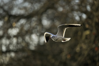 Black-headed Black-headed Gull (Larus ridibundus), in flight, evening light, Lake Zug, Canton Zug,