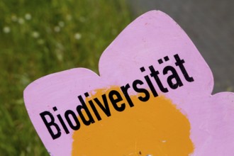 Wooden sign with the inscription Biodiversity on a strip of wildflowers at the edge of a road in