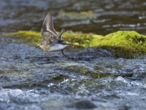 Temminck's Stint (Calidris temminckii), flying across a stream, Finnmark, Norway, Europe