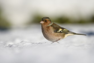 Chaffinch (Fringilla coelebs), male, in the snow, winter feeding, Oberhausen, Ruhr area, North