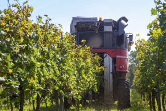 Harvest of Sankt Laurent red wine grapes in the Palatinate