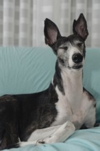 Portrait of a rescued greyhound with closed eyes and perked ears, sitting on a sofa