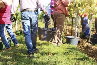 Grape grape harvest: Hand-picking Pinot Noir grapes in a vineyard in the Palatinate