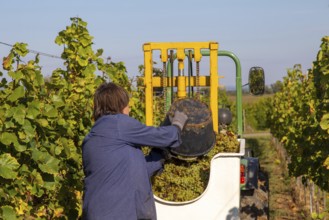 Hand-picking of Pinot Blanc grapes in the Palatinate (Norbert Groß winery, Meckenheim)