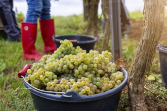 Hand-picking of Chardonnay grapes in the Palatinate (Norbert Groß winery, Meckenheim)