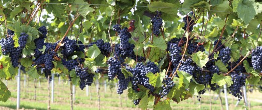 Panoramic picture of blue grapes on vines in the Palatinate