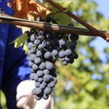 Grape grape harvest: Hand-picking Pinot Noir grapes in the Palatinate