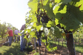 Grape grape harvest: Hand-picking Pinot Noir grapes in a vineyard in the Palatinate