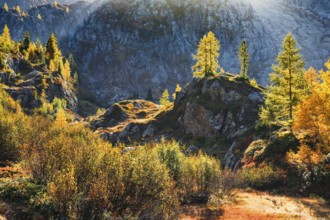 Autumn-coloured vegetation in the Valais Alps, Canton Valais, Switzerland, Europe