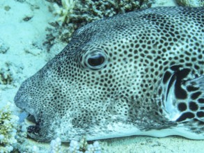 Star puffer (Arothron stellatus), dive site reef Bluff Point, Red Sea, Egypt, Africa