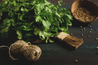 Bunch of fresh Cilantro, coriander seeds, on a dark wooden table, close-up, top view, no people.