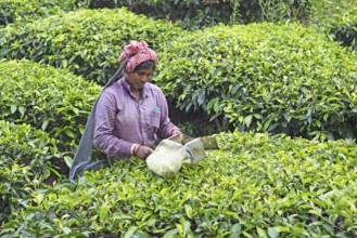 Indian tea picker on a tea plantation, Thekkady, Kerala, India, Asia