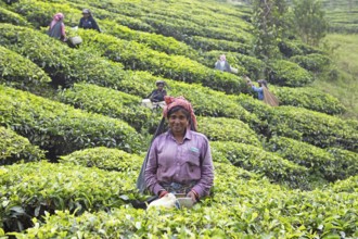 Indian tea picker on a tea plantation, Thekkady, Kerala, India, Asia