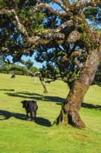 Cows in fantastic magical idyllic Fanal Laurisilva forest with centuries-old til trees. Madeira