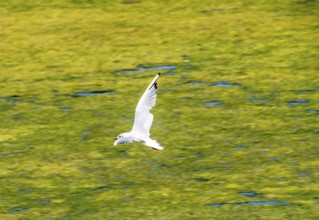 Lake Baldeney, Ruhrstausee, seagull flies over water lilies, Elodea waterweed plants, in the lake,