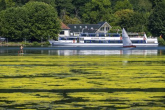 Green carpet of plants on Lake Baldeney in Essen, proliferating aquatic plant Elodea, waterweed, an