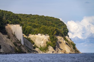 The chalk cliffs of Rügen, cliffs of the Stubbenkammer, in the Jasmund National Park, view of the