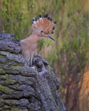 Hoopoe (Upupa epops) Bird of the Year 2022, young bird in the breeding cave, bonnet erected,