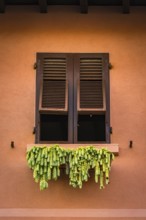 Window with hops for drying, Italy, Europe