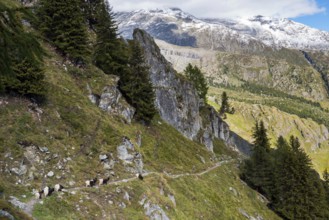 Hiking trail with herd of goats, hiking, hiking trail, tourism, mountain hike, Aletsch Arena,