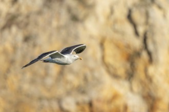 Great black-backed gull (Larus marinus) gliding along the cliffs of the Atlantic Ocean. Camaret,