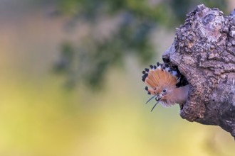 Hoopoe (Upupa epops) Bird of the Year 2022, with beetle larva as food, young bird with food in the