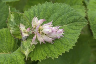 Clary (Salvia sclarea), spice and medicinal plant, North Rhine-Westphalia, Germany, Europe