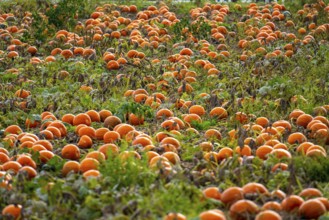 Pumpkins, shortly in front of harvest in a field North Rhine-Westphalia, Germany, Europe