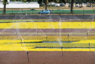 Horticultural business, irrigation with a sprinkler system, outdoors, plants grow here to be sold