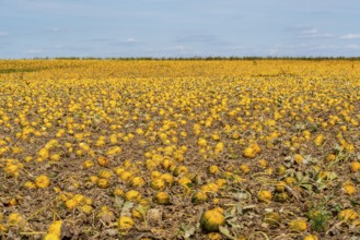 Field with Styrian oil pumpkins, partly dried up due to the drought in summer 2020, on the Lower