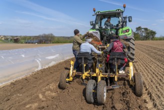 Asparagus farm, asparagus plant, planted in a field, with a planting machine, after a good year the