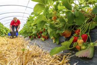 Harvesting strawberries, harvest helper, strawberry cultivation in the open field, under a foil