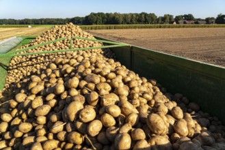 Potato harvest, Melodie variety, so-called split harvesting method, first the tubers are taken out