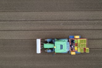 Lettuce plants are planted with a planting machine, Agriculture, Spring